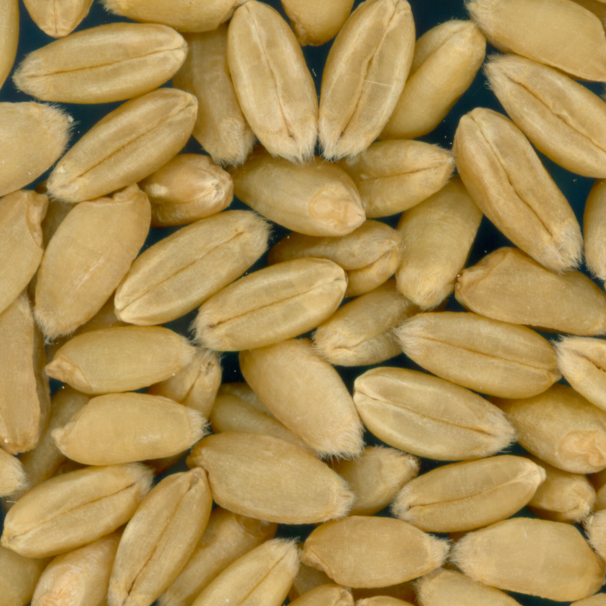 Click for 2 image(s) for this accession. KERNELS